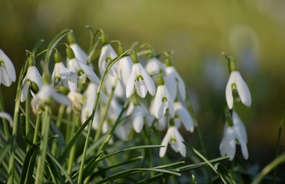 白色雪莲花花丛摄影图片